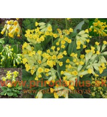 Prvosienka jarná – ( Primula veris L. )